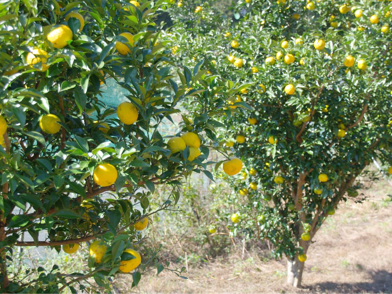 ゆずジェラート（90mlカップ×6個）