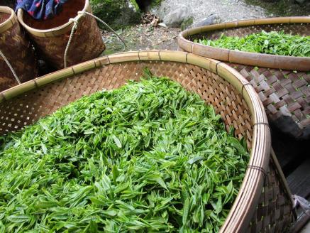 生粋川根茶澤本園 ふるさとありがとう3
