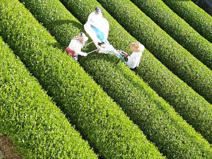 生粋川根茶澤本園 ふるさとありがとう14