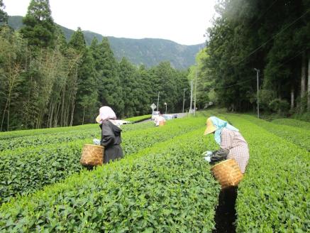 生粋川根茶澤本園 ふるさとありがとう16