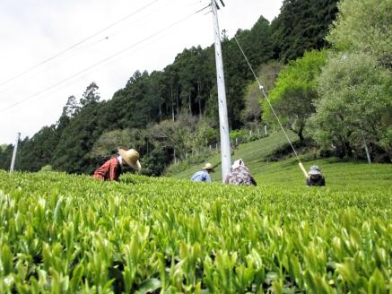 生粋川根茶澤本園 ふるさとありがとう11