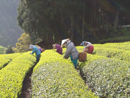生粋川根茶澤本園 ふるさとありがとう8