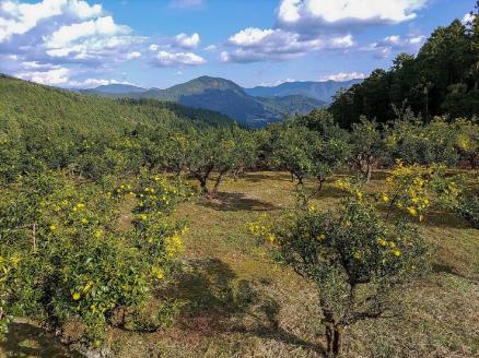 KAGYA JAPAN　エッセンシャルオイル【YUZU】（5ml×３本セット）