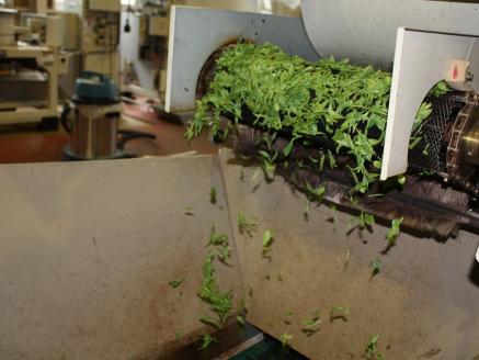 生粋川根茶澤本園 ふるさとありがとう24