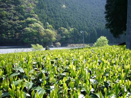 生粋川根茶澤本園 ふるさとありがとう26