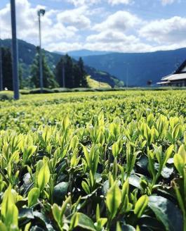 川根本町産 川根銘茶8本セット