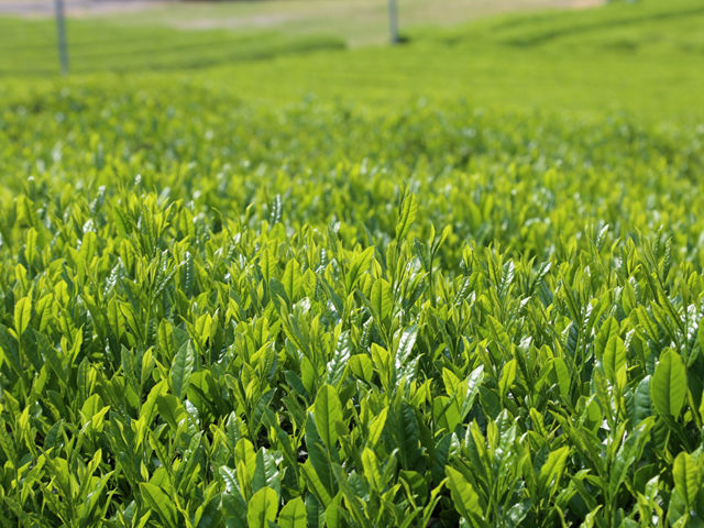 上煎茶　川根茶「初摘」セット 200ｇ×3袋