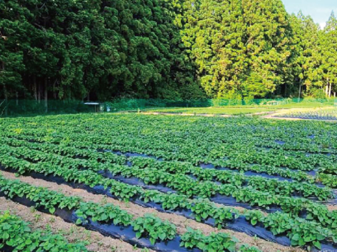 焼きいもジェラート（90mlカップ×6個）