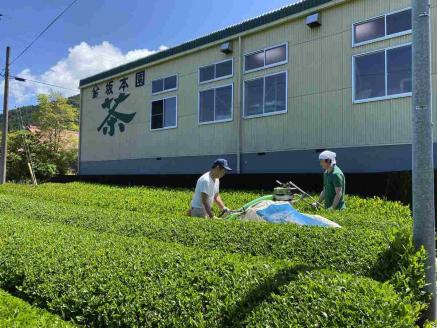 徳用抹茶入り煎茶ティーバッグ 100個