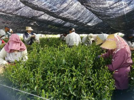 川根本町産 川根銘茶 生産量わずかの限定品セット