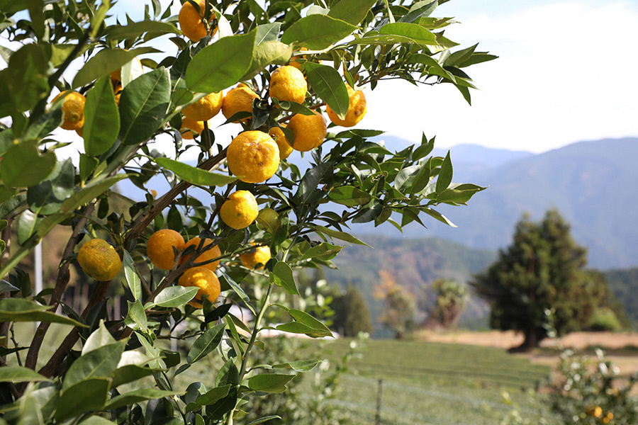 スパークリング 花の舞 ちょびっと乾杯　ぷちしゅわ ゆず酒（300ml）×3　川根本町産ゆず使用！静岡の地酒 / 日本酒