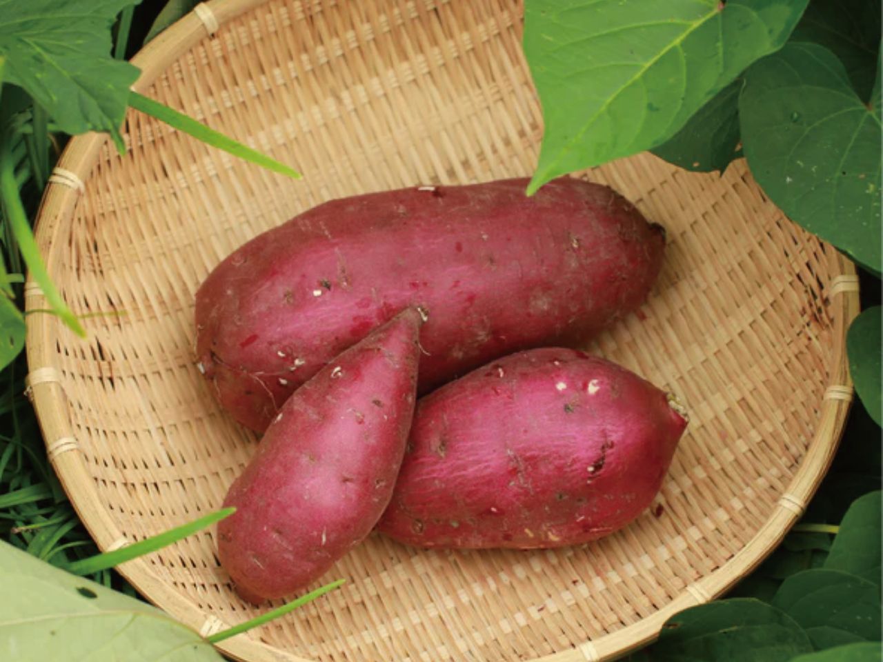 焼きいもジェラート（1バルク 2000ml）