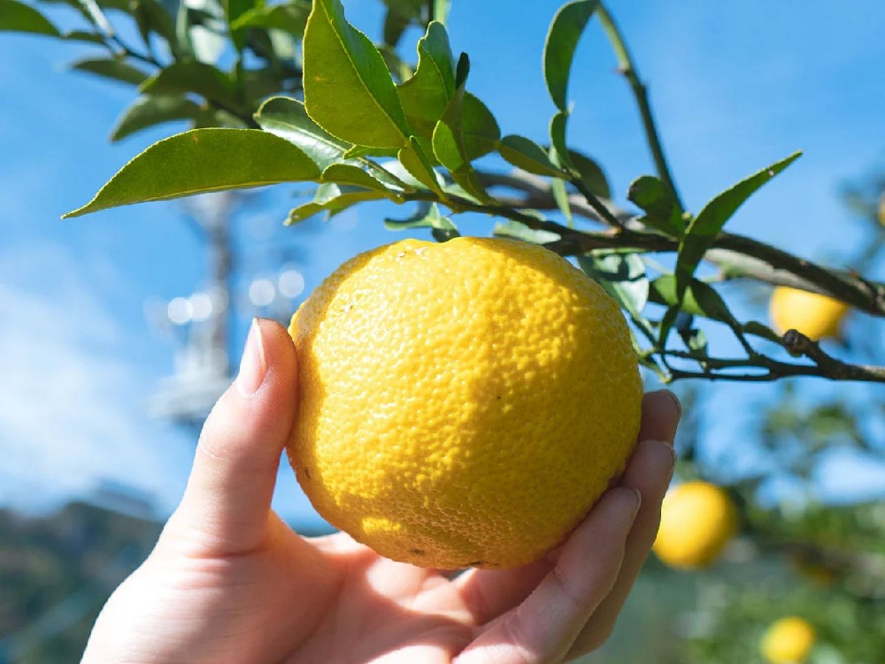 ゆずジェラート（1バルク 2000ml）