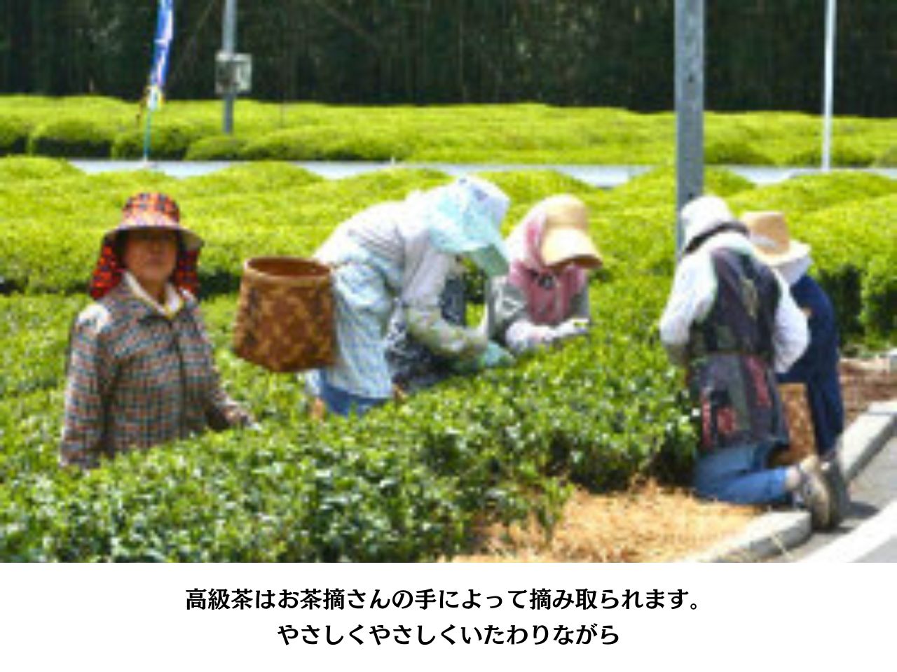 相藤園オリジナル　高級川根茶　こだわりセット