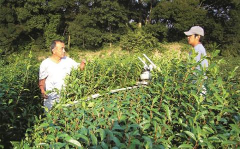 森の深蒸し茶　上煎茶　100g袋詰め5本セット
