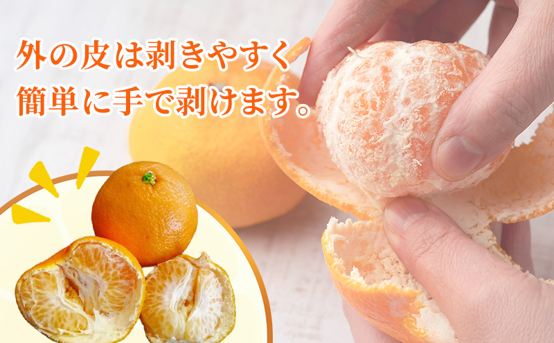 濃厚・完熟 みかん「はるみ」A品（ちょいきず） 果物類 柑橘類 フルーツ ミカン 柑橘
