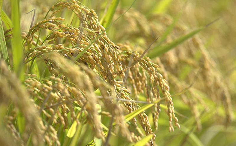 静岡県 遠州森町産 きぬ娘「小国のめぐみ」