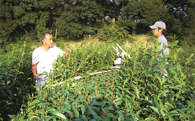 森の深蒸し茶100g袋入り×5種飲み比べセット
