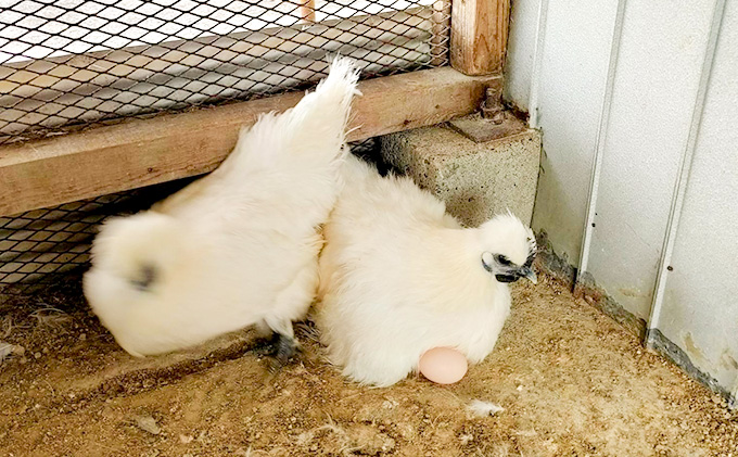 遠州の小京都 森町 平飼い烏骨鶏 卵 20個: 森町ANAのふるさと納税