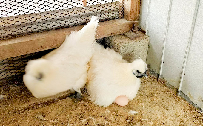 高級卵 定期便 12ヶ月 平飼い 烏骨鶏 卵 10個 入り 平飼い卵 烏骨鶏の卵 朝食 卵かけご飯 葉酸 美容 健康 産地直送 うこっけい たまご 玉子 平飼いたまご 冷蔵 冷蔵配送 遠州の小京都 森町 静岡 静岡県 定期 お楽しみ 12回