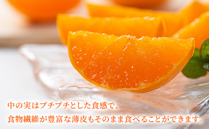 濃厚・完熟 みかん「はるみ」A品（ちょいきず） 果物類 柑橘類 フルーツ ミカン 柑橘