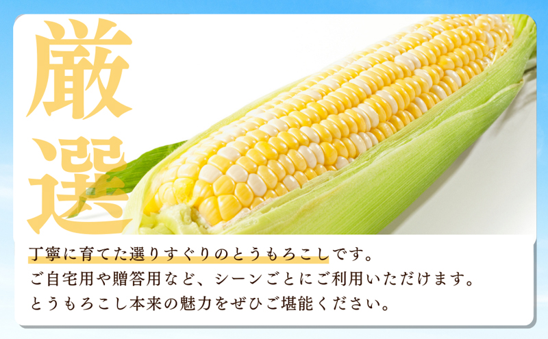【2026年産】とうもろこし 先行予約 森のとうもろこし 10～11本 しんちゃん農園 大人気 甘い 野菜 夏野菜 旬 夏 高糖度 産地直送 旬の野菜 季節の野菜 おやつ 行列のできる 先行 予約 2026 2026年 静岡 冷蔵