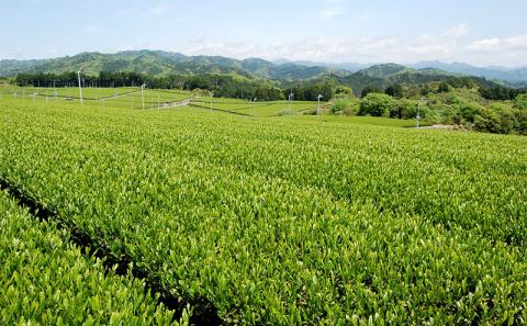 濃旨緑茶 ティーバッグ 6袋 (5g×25ヶ入×6) セット 詰め合わせ 緑茶 水出し緑茶 お茶 茶 日本茶 深蒸し茶 茶葉 静岡茶 煎茶 お茶っぱ 粉茶 静岡のお茶 飲料 飲み物 ドリンク ティーバック 静岡 静岡県 森町