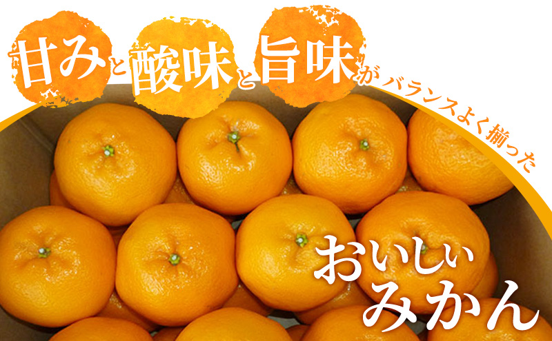 濃厚・完熟 みかん「はるみ」A品（ちょいきず） 果物類 柑橘類 フルーツ ミカン 柑橘