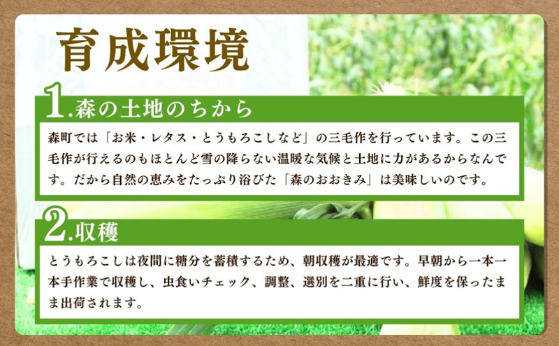 2026年産 実がぎっしり大きい 新鮮 朝どれ とうもろこし 先行予約 森のおおきみ 6本 セット 詰め合わせ 野菜 JGAP認証 しずおか認証取得農場 先行 予約 2026 2026年 新鮮野菜 静岡 静岡県 森町