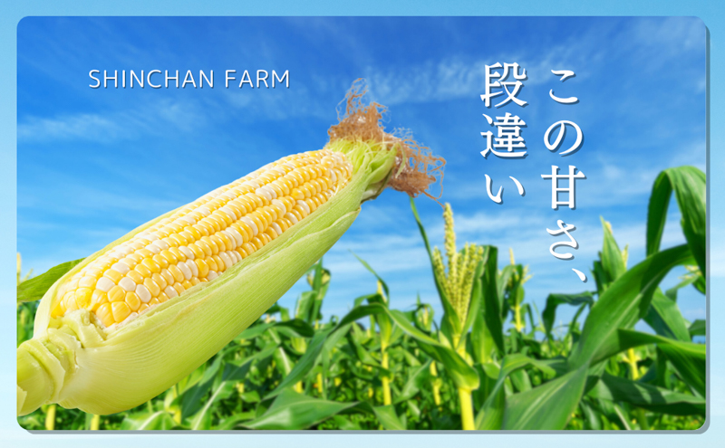 【2026年産】先行予約 とうもろこし 新茶 セット 詰め合わせ しんちゃん農園 甘い 森のとうもろこし 8～9本 緑茶 1パックトウモロコシ 茶 日本茶 茶葉 静岡茶 煎茶 お茶っぱ 先行 予約 2026 2026年 静岡 森町