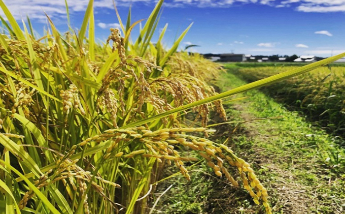 静岡県 遠州森町産 きぬ娘「小国のめぐみ」
