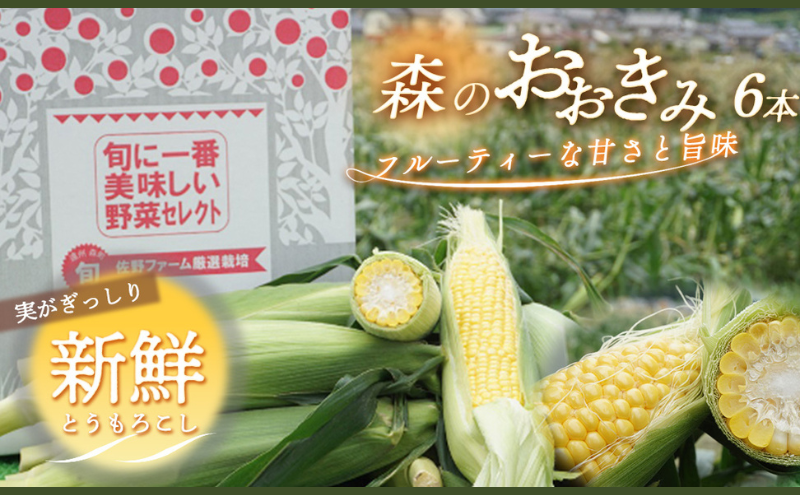 2026年産 実がぎっしり大きい 新鮮 朝どれ とうもろこし 先行予約 森のおおきみ 6本 セット 詰め合わせ 野菜 JGAP認証 しずおか認証取得農場 先行 予約 2026 2026年 新鮮野菜 静岡 静岡県 森町
