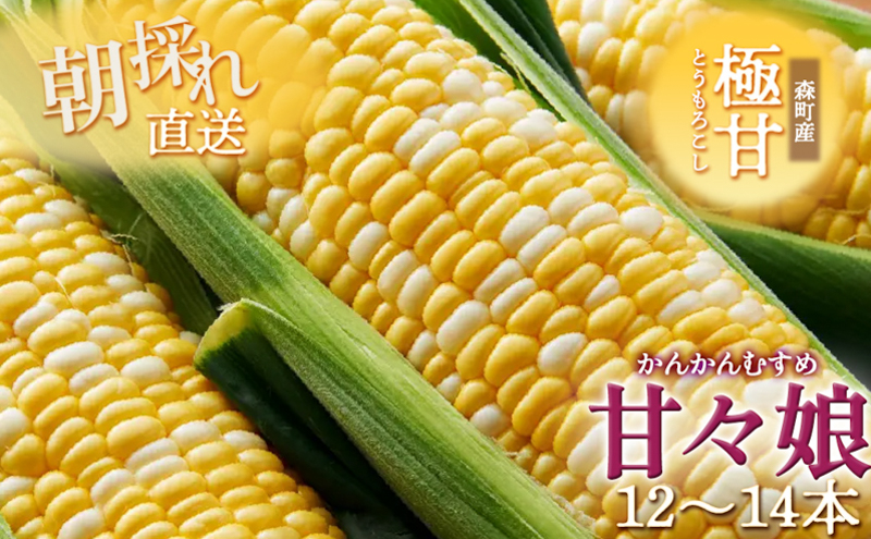 とうもろこし 先行予約 甘々娘 12～14本 幻のとうもろこし 朝どれ 甘い 野菜 夏野菜 旬 夏 高糖度 産地直送 旬の野菜 季節の野菜 新鮮野菜 おやつ コーン 先行 予約 2025 2025年 静岡 森町 冷蔵 冷蔵配送