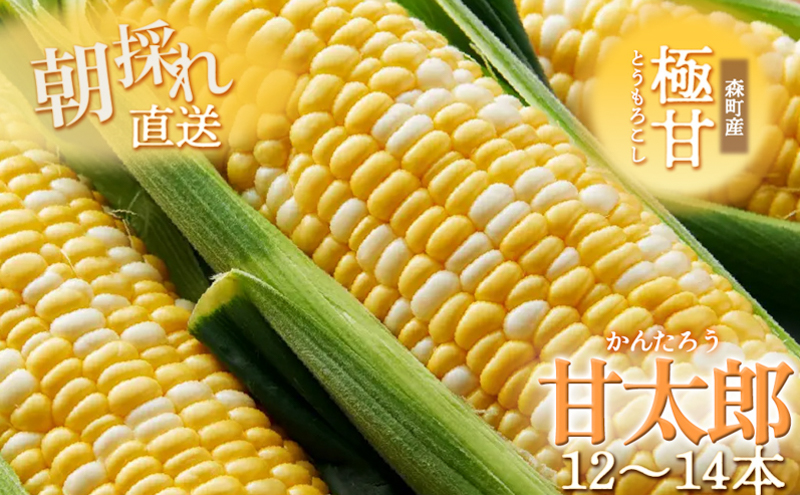 とうもろこし 先行予約 森の甘太郎 12～14本 朝採り 森のとうもろこし 朝どれ 甘い 野菜 夏野菜 旬 夏 産地直送 旬の野菜 季節の野菜 新鮮野菜 おやつ コーン 先行 予約 2025 2025年 静岡 森町 冷蔵 冷蔵配送