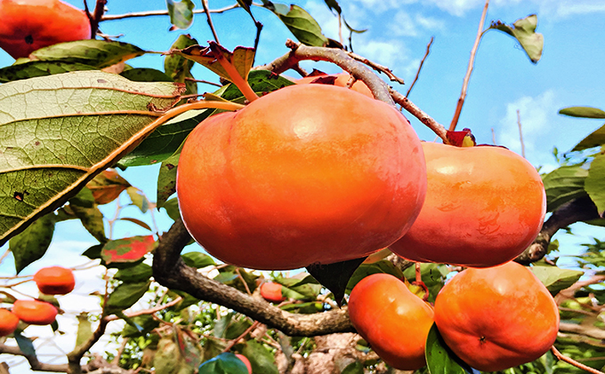 遠州森の治郎柿 化粧箱入り・小(6個)