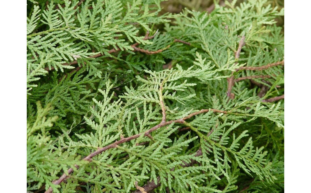 ヒノキルームフレグランスミスト