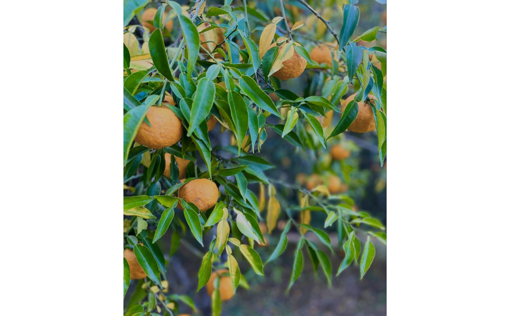 ゆずエッセンシャルオイル