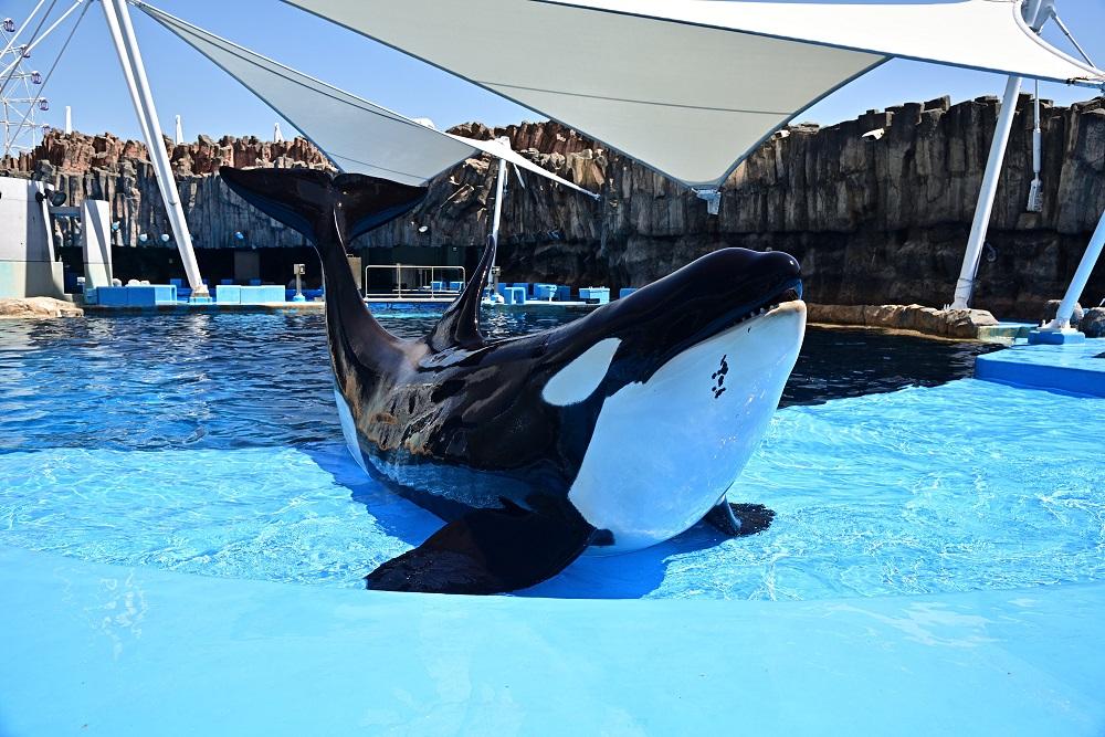 名古屋港水族館オリジナル御朱印帳（水族館大人入館券付き）