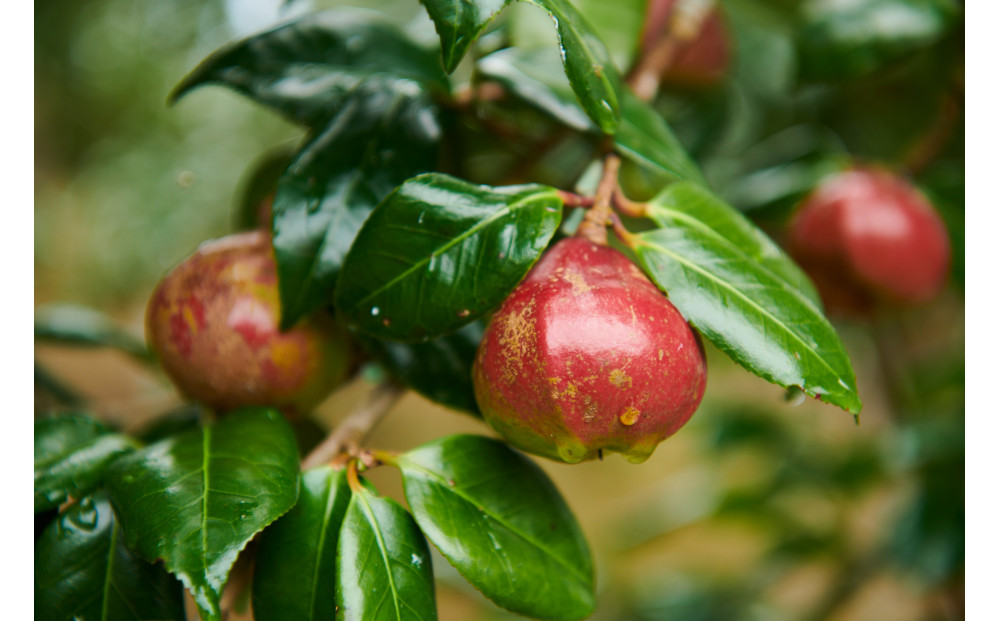 つげくし　ねこねこスタイル（携帯袋付き）