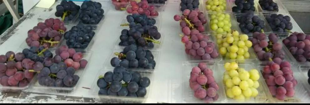 【2026年8月中旬より発送】シャインマスカット・他ブドウ詰め合わせセット（種なし）合計約2.8kg