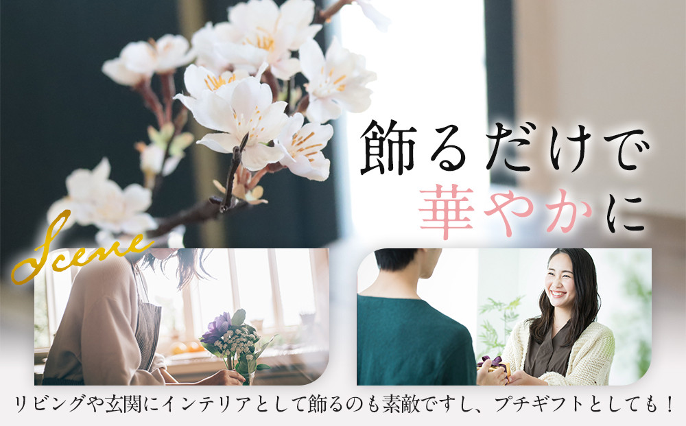 新春　淡雪桜　さくら　魔法の水　マジカルウォーター『淡雪』