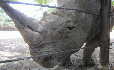 のんほいパーク満喫『園内を巡る！セグウェイとバックヤードツアー』セット