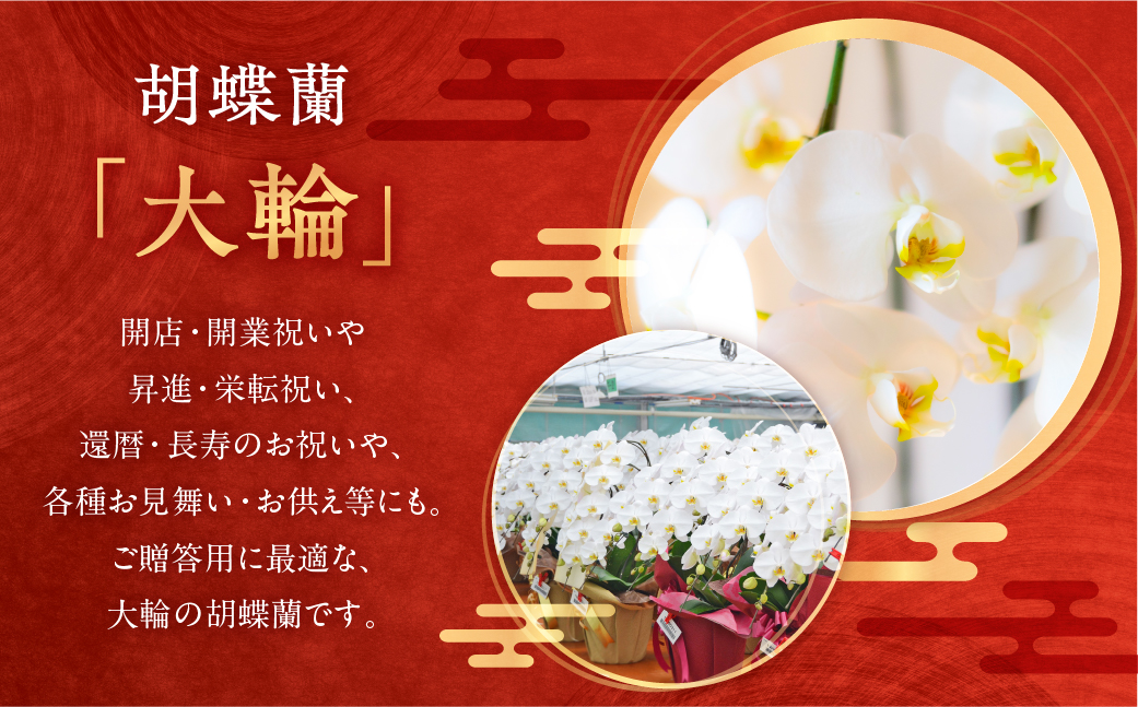 産直胡蝶蘭『大輪』白５本立ち５０輪