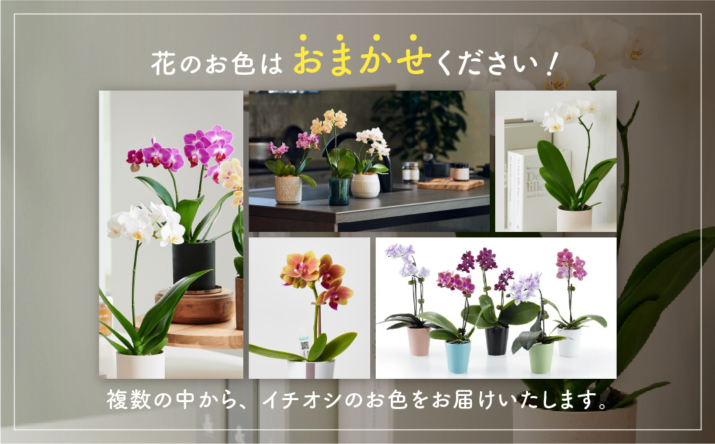 産直胡蝶蘭『カララ』３鉢セット