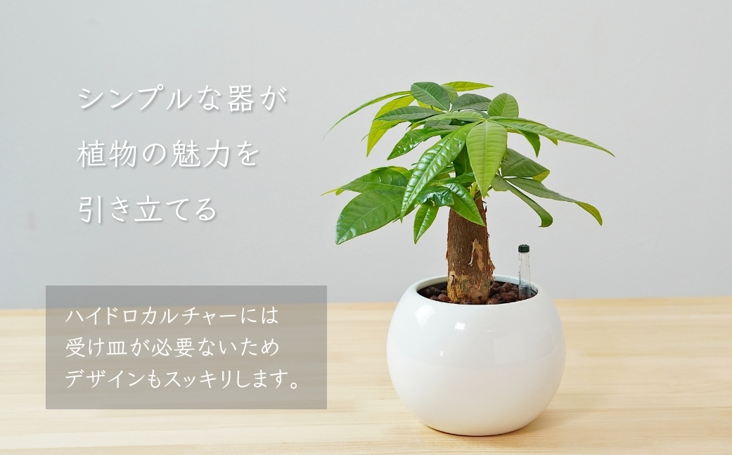観葉植物 パキラ ピュアボウル ハイドロカルチャー 陶器 鉢植え