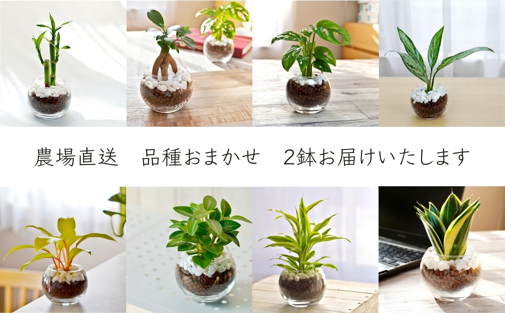 観葉植物 ハイドロカルチャー シンプルボールストーン レカトン植え