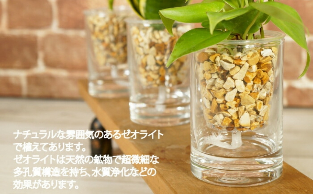 ハイドロカルチャー 観葉植物 ストリングジンジャー 3鉢セット