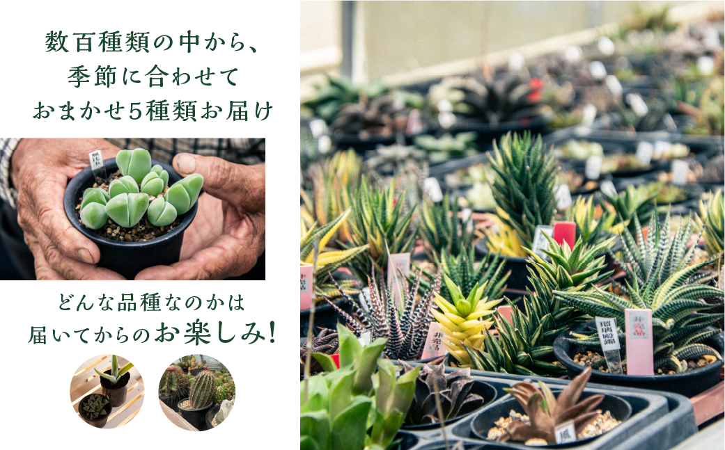 足立さんの 多肉植物 おまかせ 5種