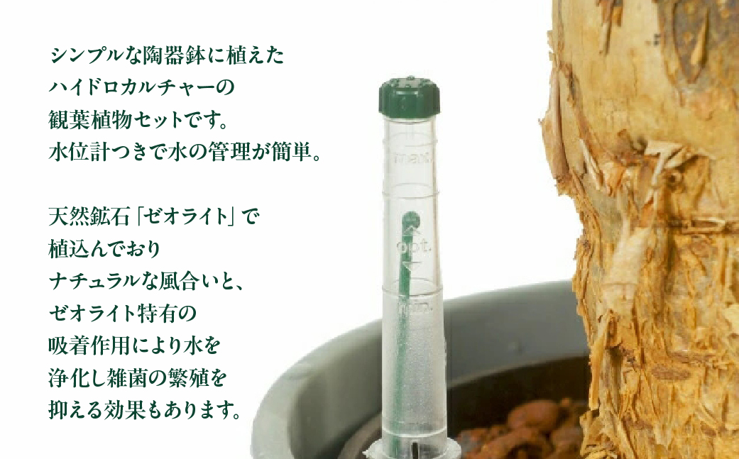 ハイドロカルチャー パキラ モノトーン ブラック 130 陶器鉢 水位計つきセット 陶器鉢 土無し インテリア 緑 グリーン 植物 簡単 初心者 かわいい 自然 おしゃれ 送料無料 Green Walk グリーンウォーク 愛知県 豊橋市