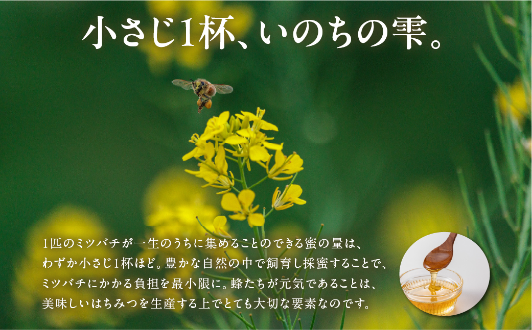 数量限定！【kosaji】春はちみつ１５０ｇ＋ 夏はちみつ１００ｇ瓶入りセット